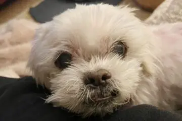 Adorable Ethan Available for Adoption in San Francisco!