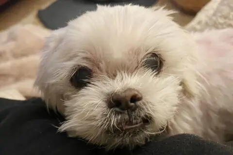 Adorable Ethan Available for Adoption in San Francisco!