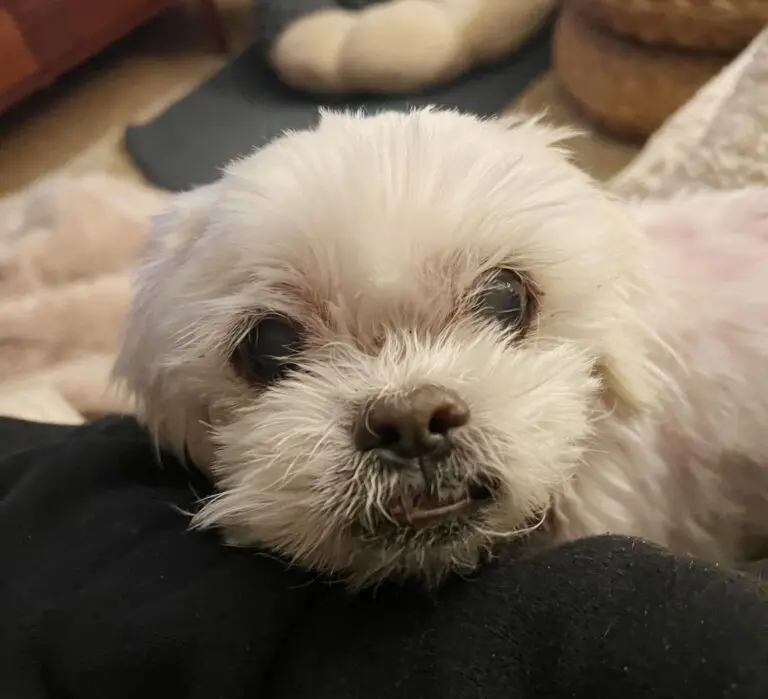 Adorable Ethan Available for Adoption in San Francisco!