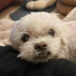 Adorable Ethan Available for Adoption in San Francisco!